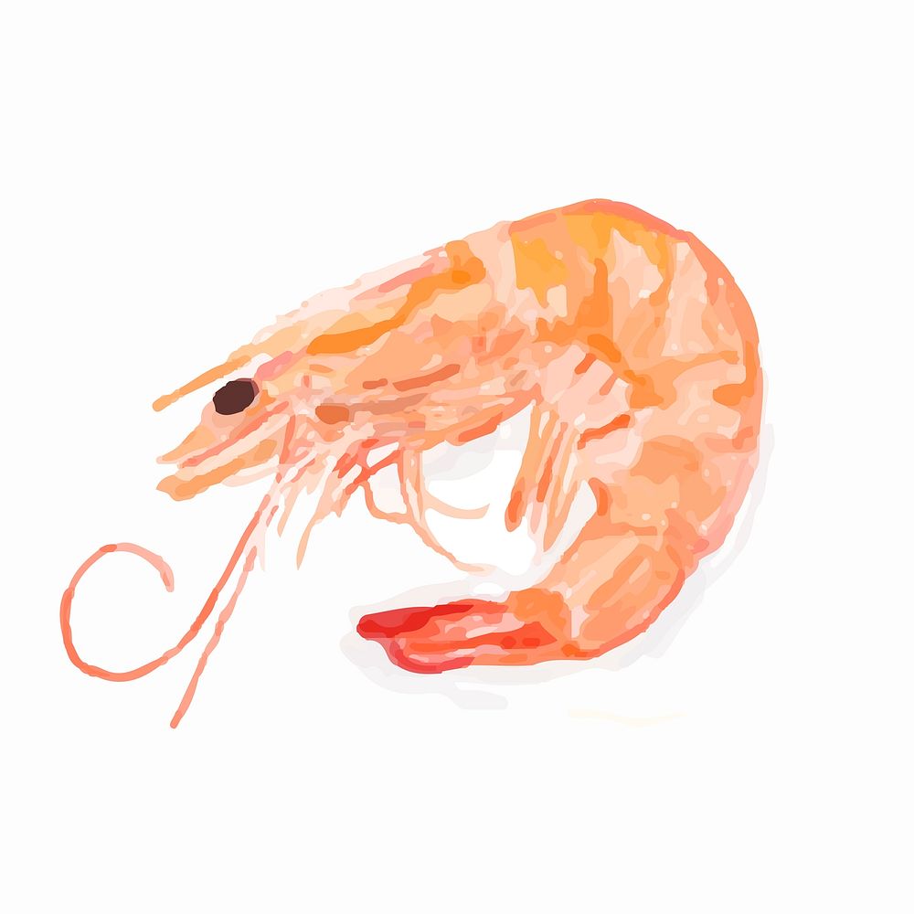 Hand drawn shrimp watercolor style