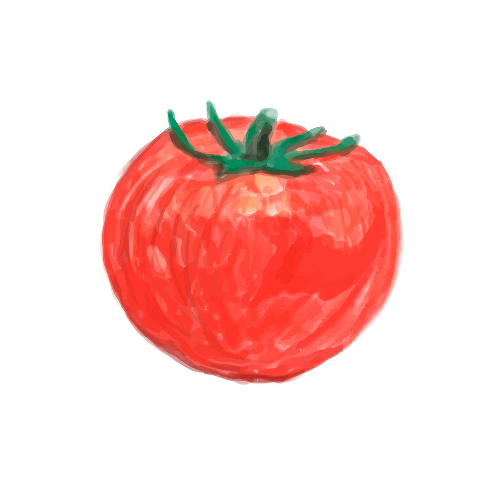 Hand drawn tomato watercolor style