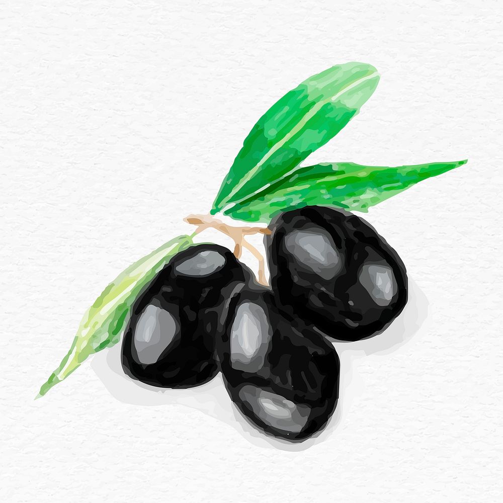 Black olive fruit psd watercolor drawing