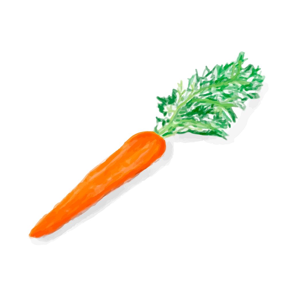 Hand drawn carrot watercolor style
