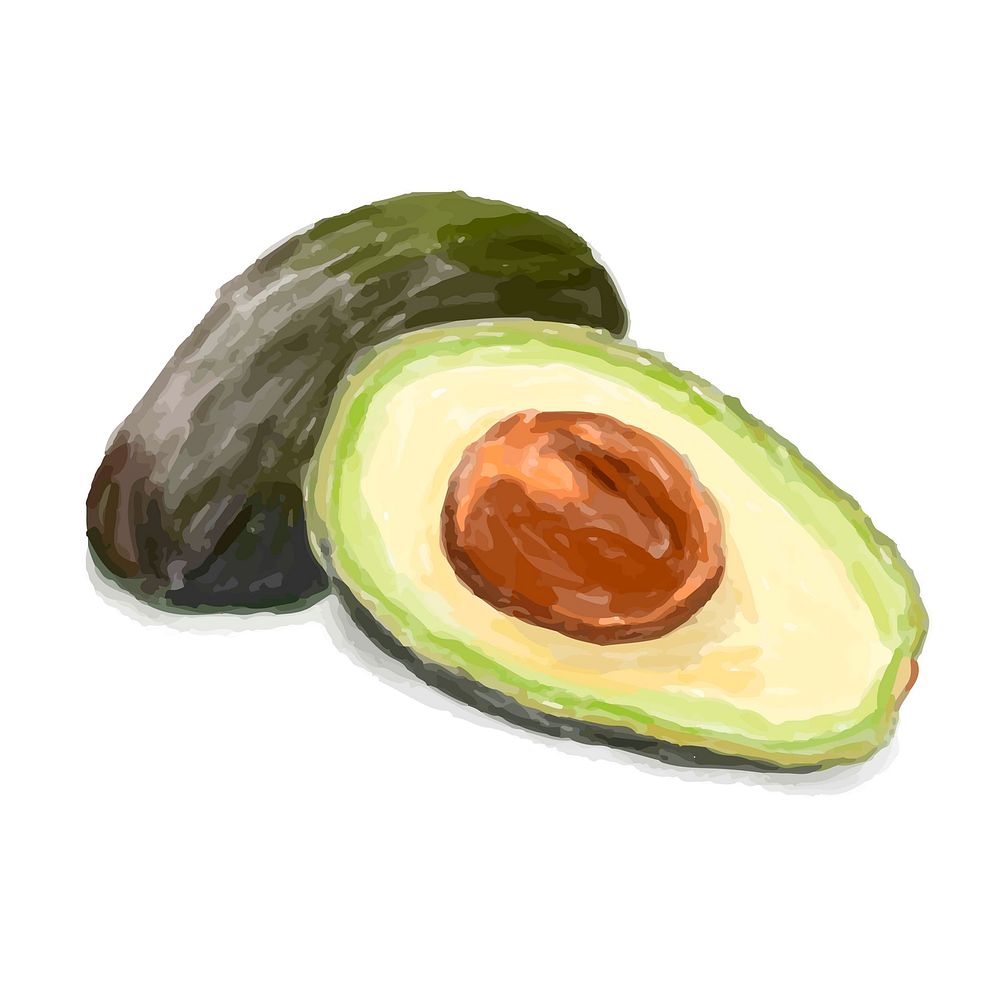 Hand drawn avocado watercolor style isolated