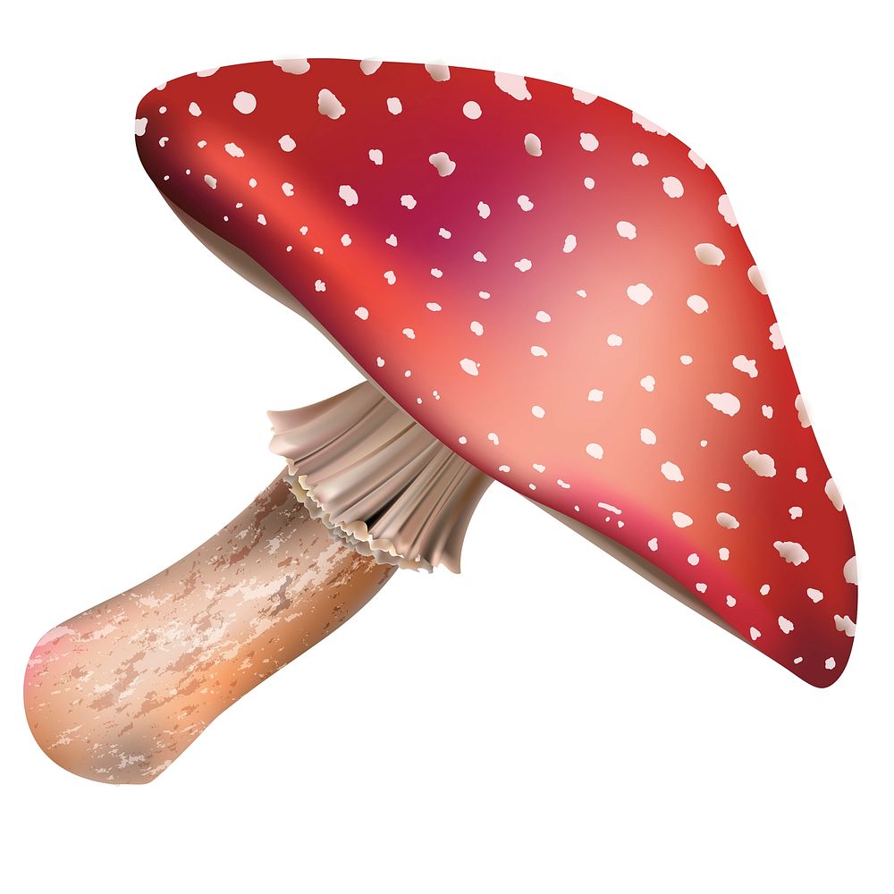 Illustration of mushroom isolated on white background