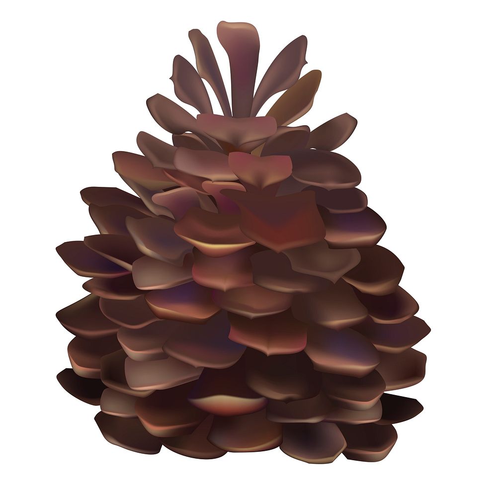 Illustration of pinecone isolated on white background
