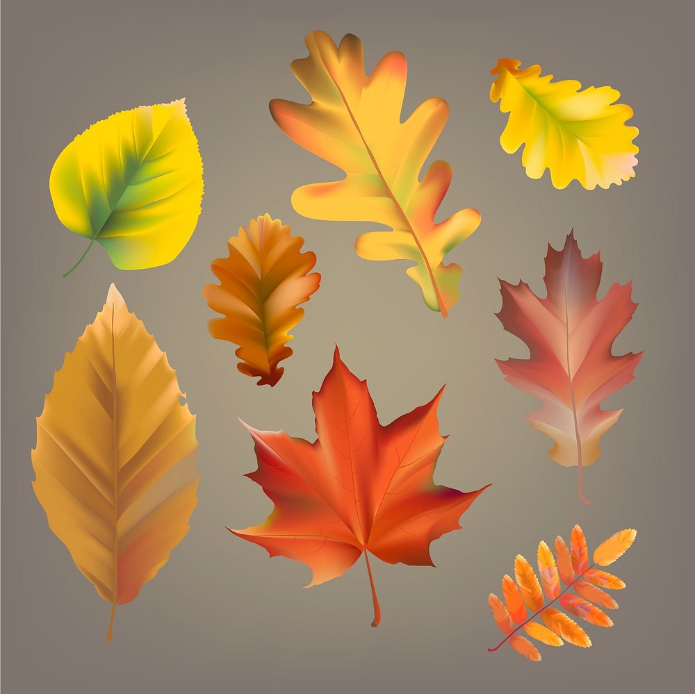 Collection of autumn leaves vector
