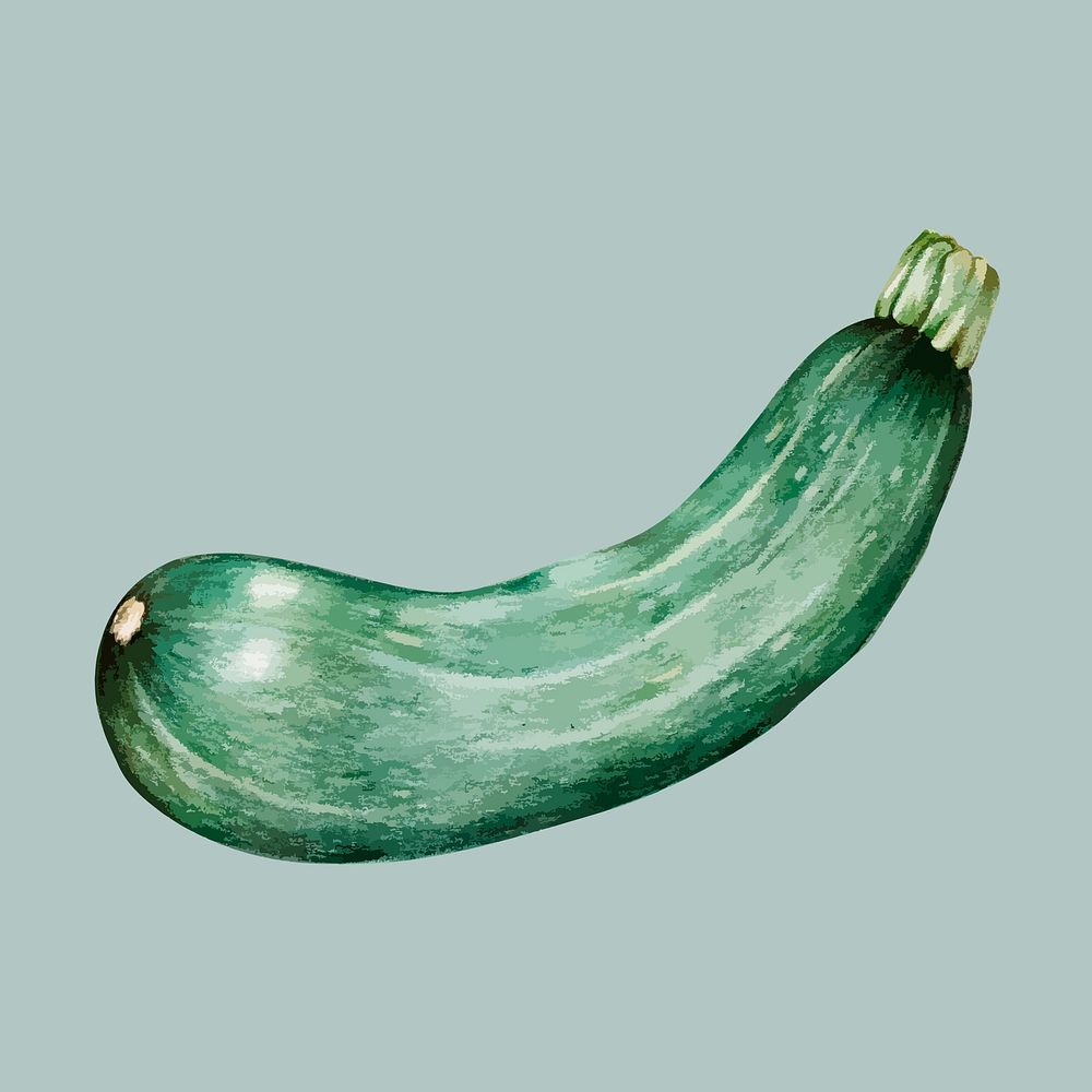 Illustration of a zucchini
