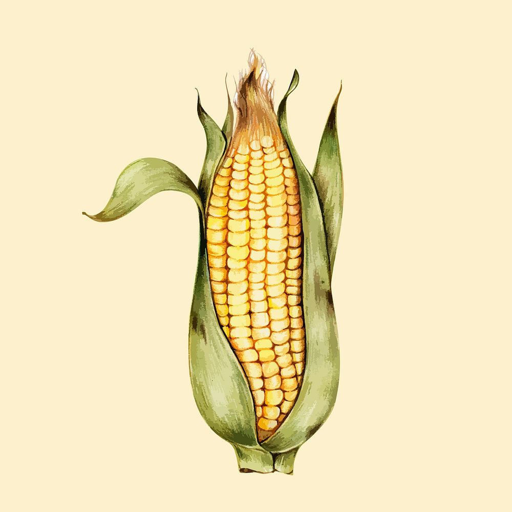Illustration of a corn