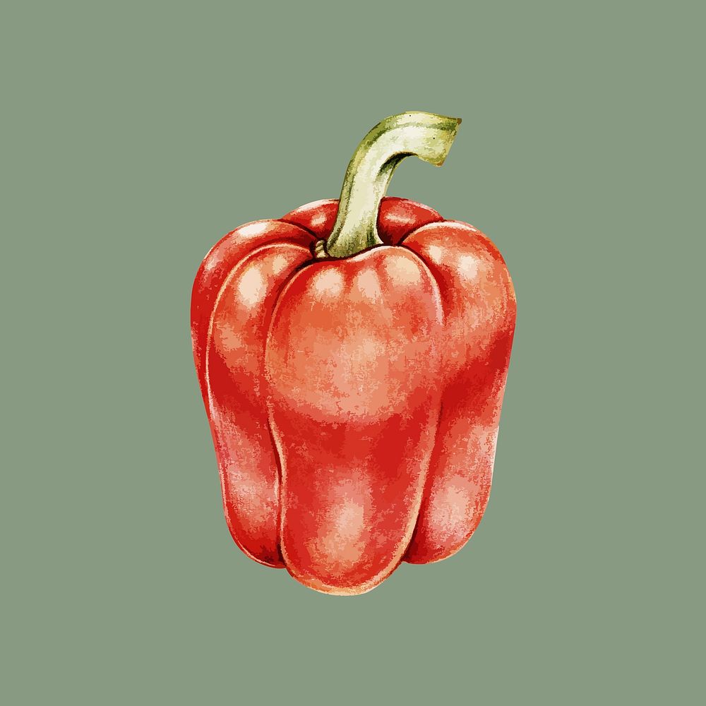Illustration of a red bell pepper