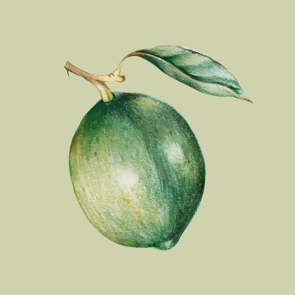 Illustration of green lemon