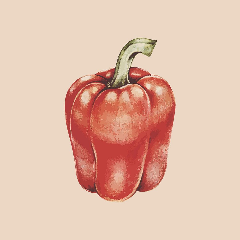 Illustration of red bell pepper
