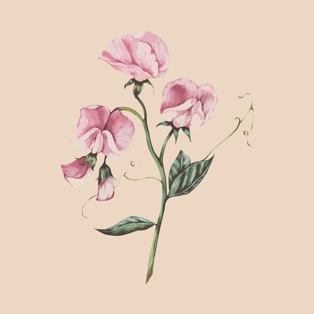 Illustration of pink edible flowers
