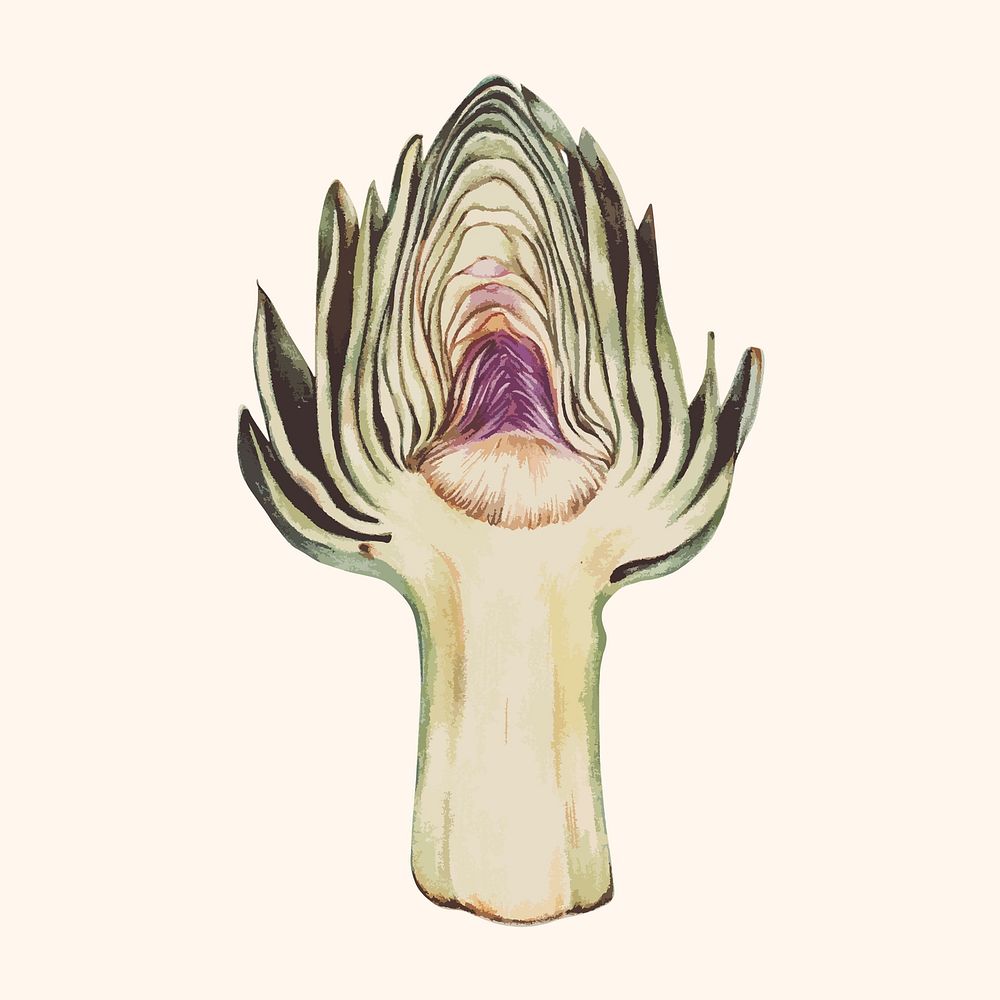 Illustration of a sliced artichoke
