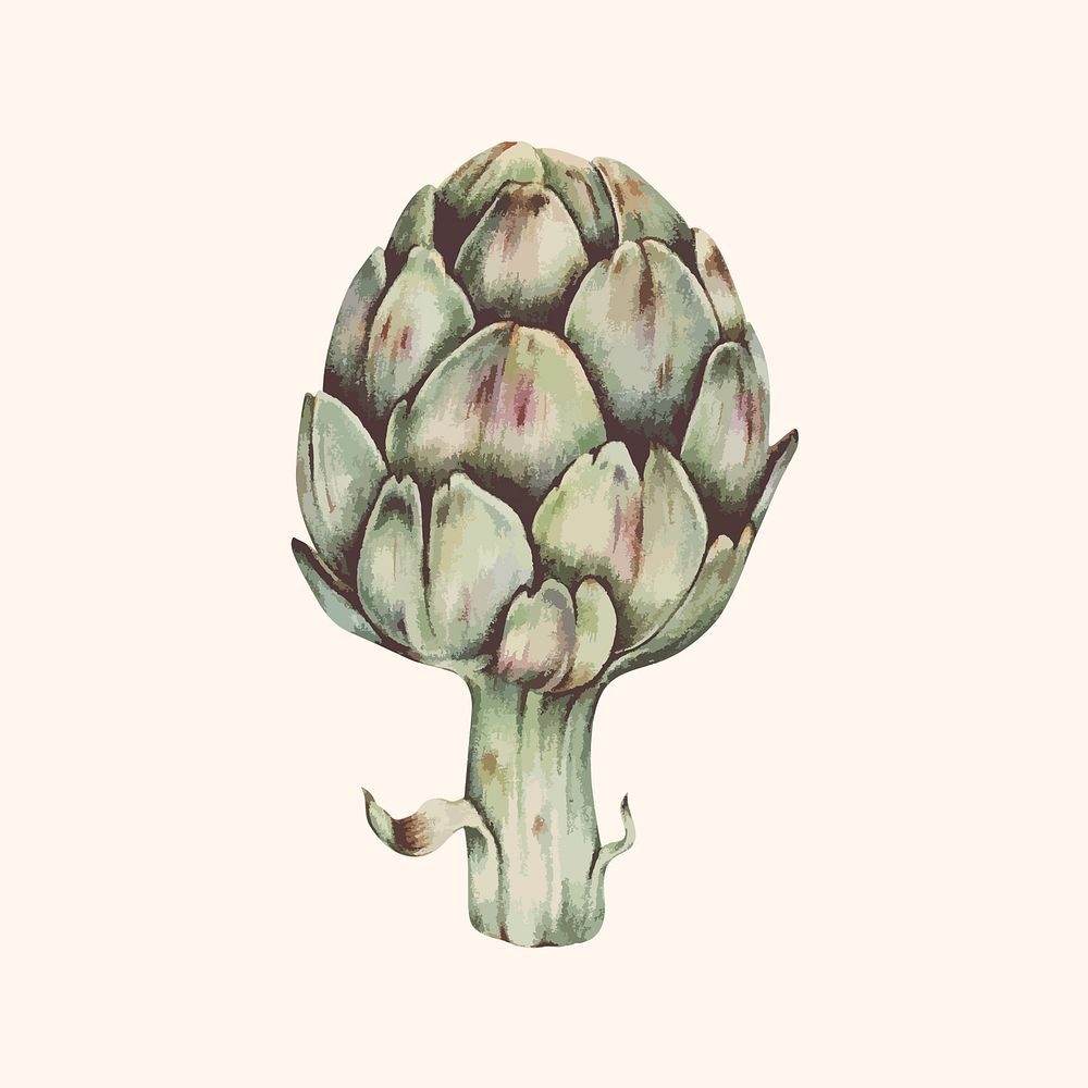 Illustration of an artichoke
