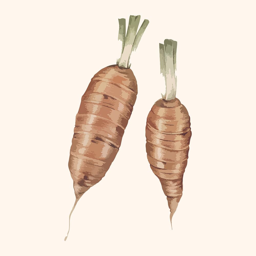 Illustration of carrots