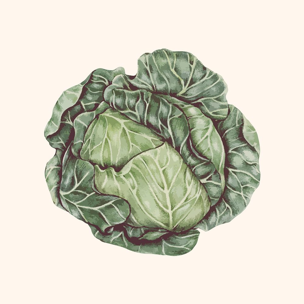 Illustration of a cabbage