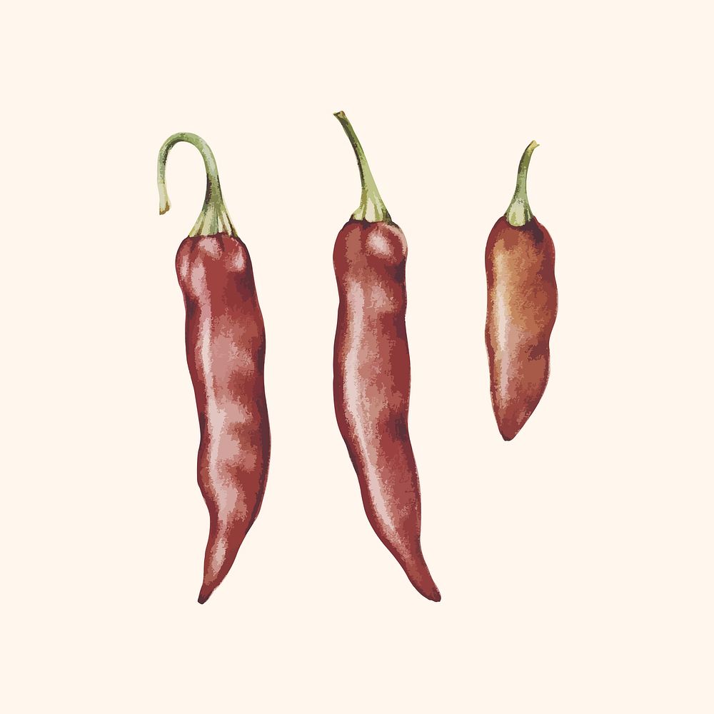 Illustration of chili peppers