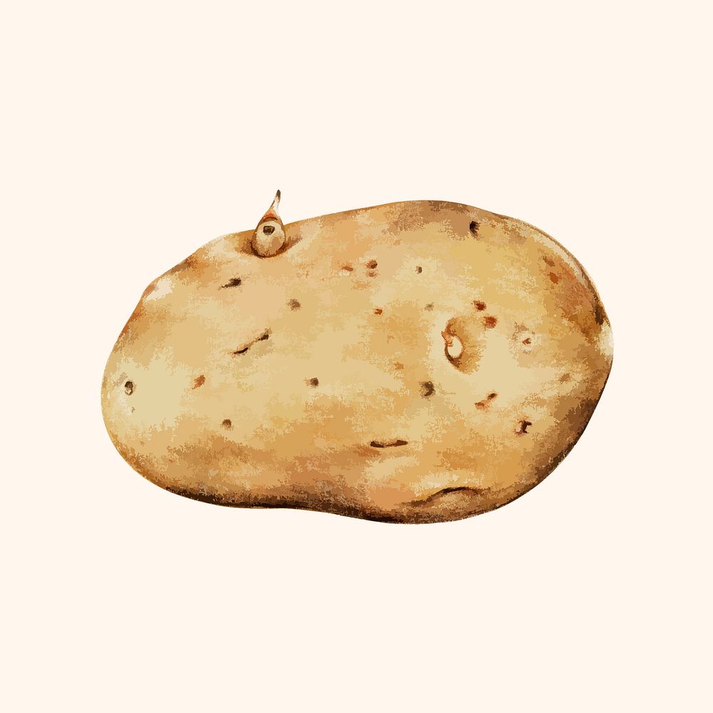 Illustration of a potato