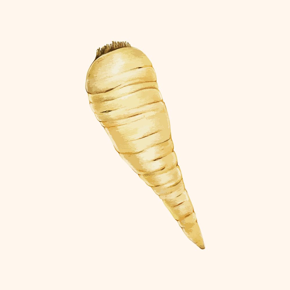 Illustration of a parsnip