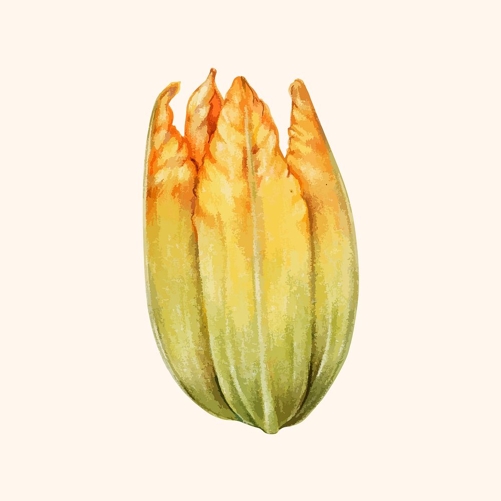 Illustration of a zucchini flower