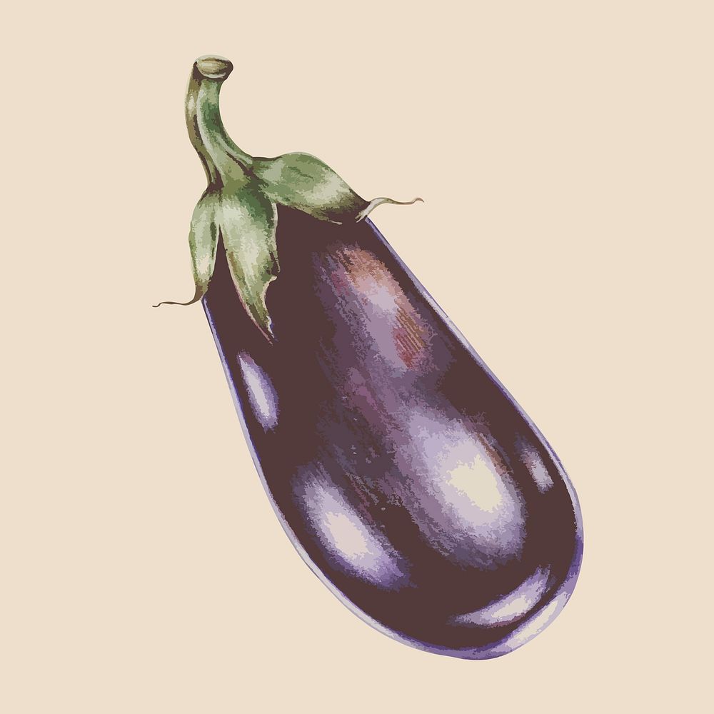 Illustration of an aubergine