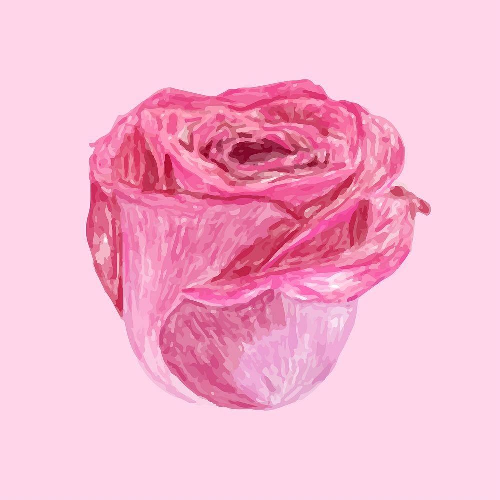 Illustration of drawing rose flower | Free Vector Illustration - rawpixel
