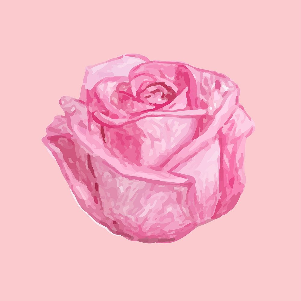 Illustration of drawing rose flower