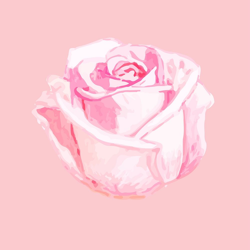 Illustration of drawing rose flower