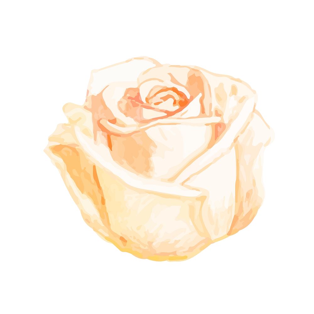 Illustration of drawing white rose flower