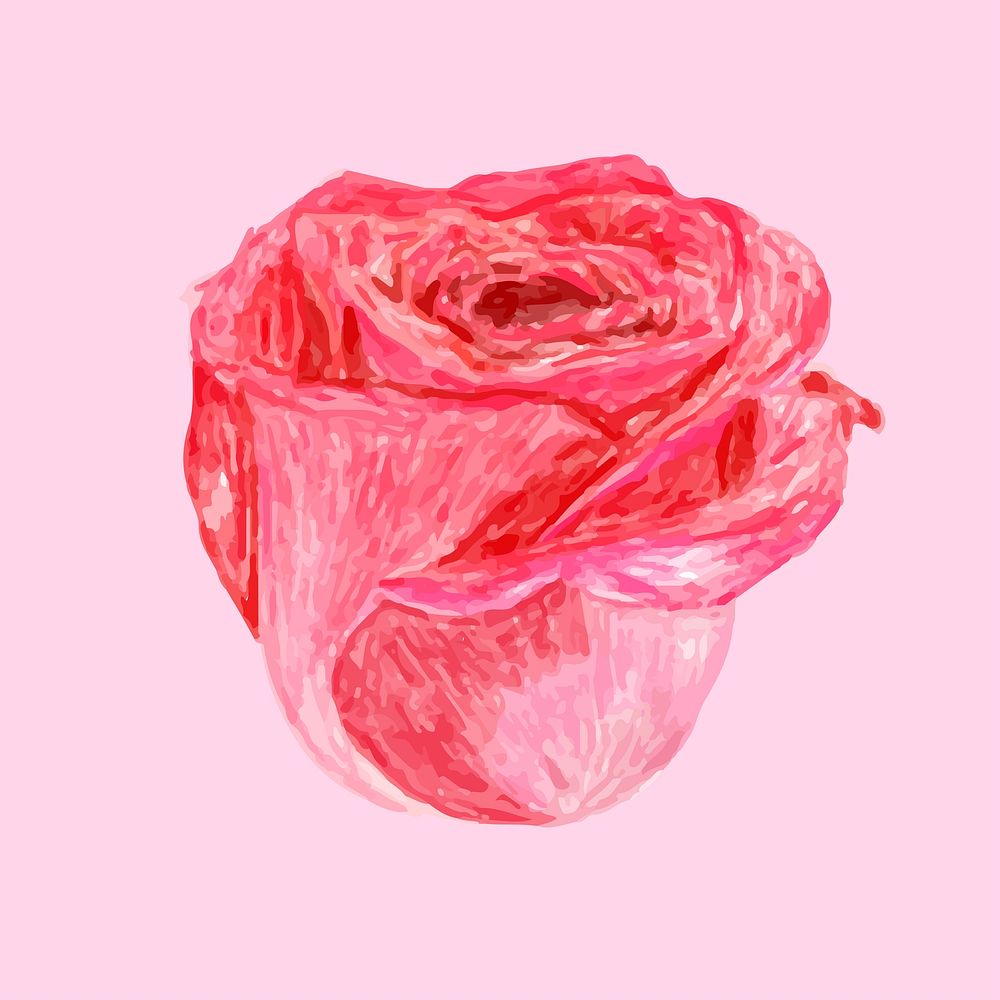 Illustration of drawing red rose flower