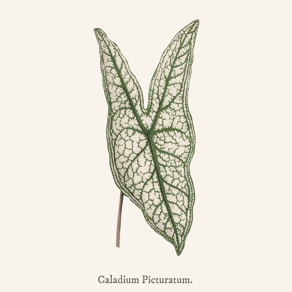 Heart of Jesus (Caladium Picturatum) found in Shirley Hibberd&rsquo;s (1825-1890) New and Rare Beautiful-Leaved Plant.