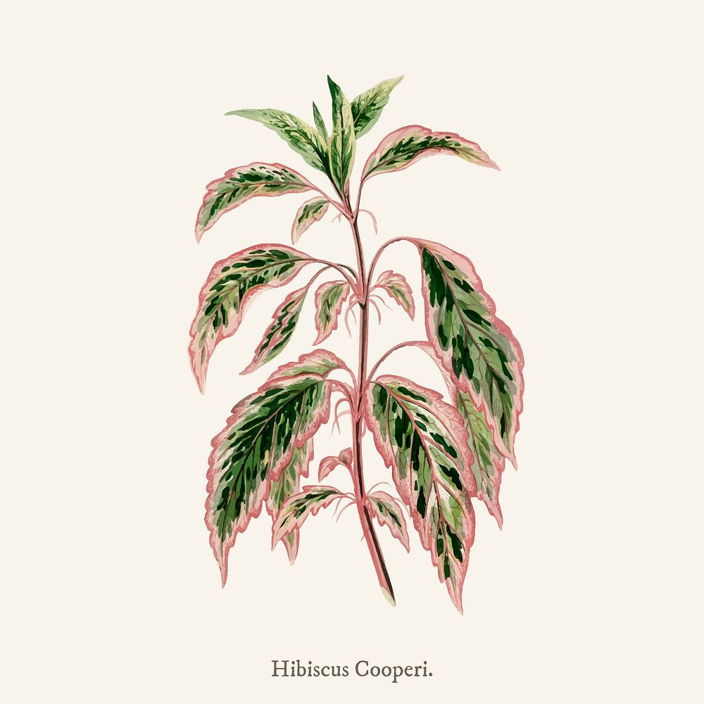 Hibiscus Cooperii engraved found in Shirley Hibberd&rsquo;s (1825-1890) New and Rare Beautiful-Leaved Plant.