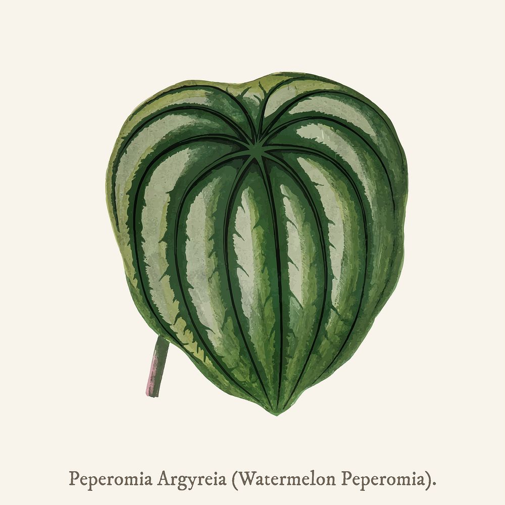 Pepper Elder (Peperomia Aroypeia) found in Shirley Hibberd&rsquo;s (1825-1890) New and Rare Beautiful-Leaved Plant.