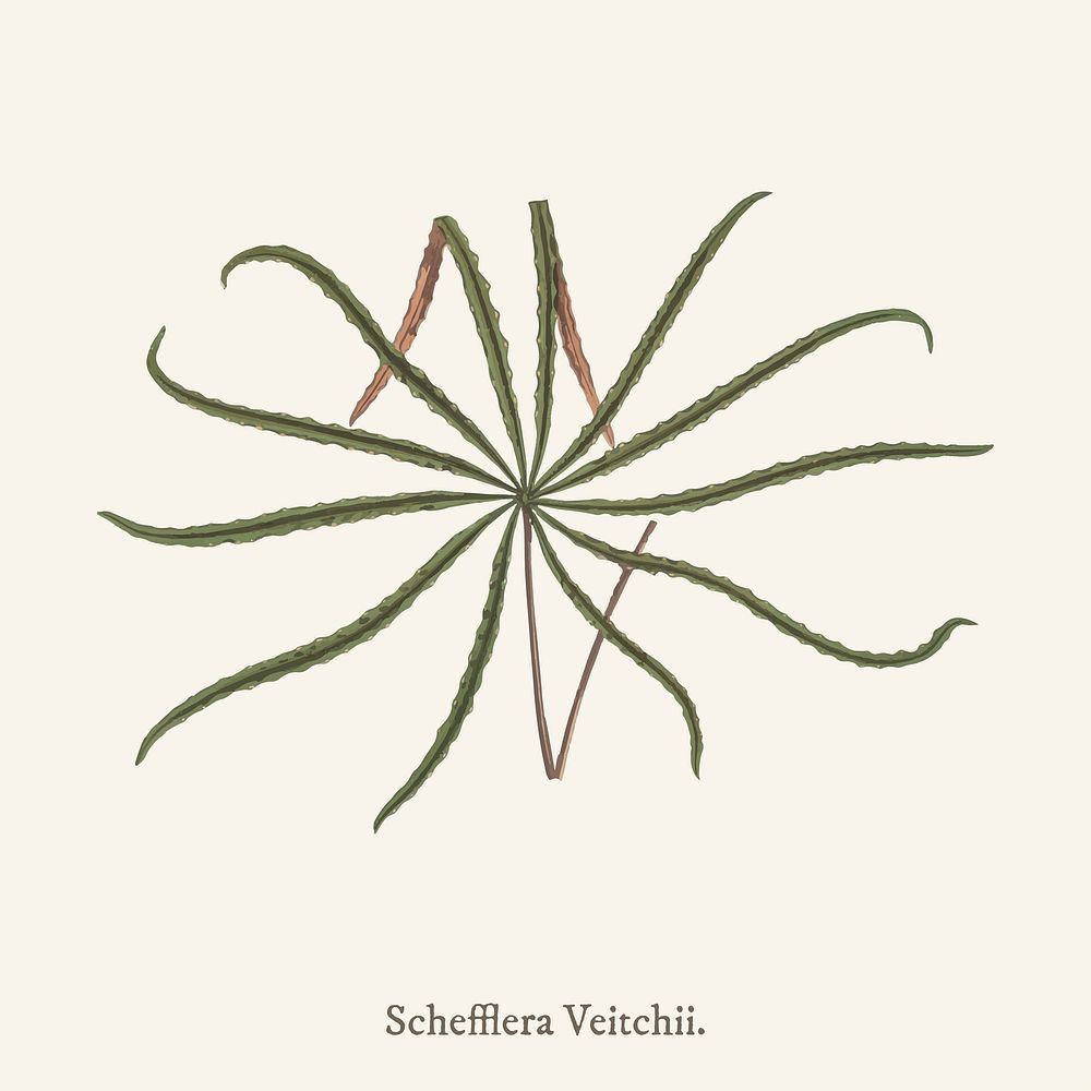 Schefflera veitchii found in Shirley Hibberd&rsquo;s (1825-1890) New and Rare Beautiful-Leaved Plant.