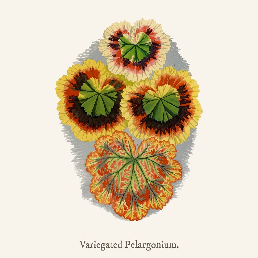 Variegated Geraniums (variegated pelargonium) found in Shirley Hibberd&rsquo;s (1825-1890) New and Rare Beautiful-Leaved…