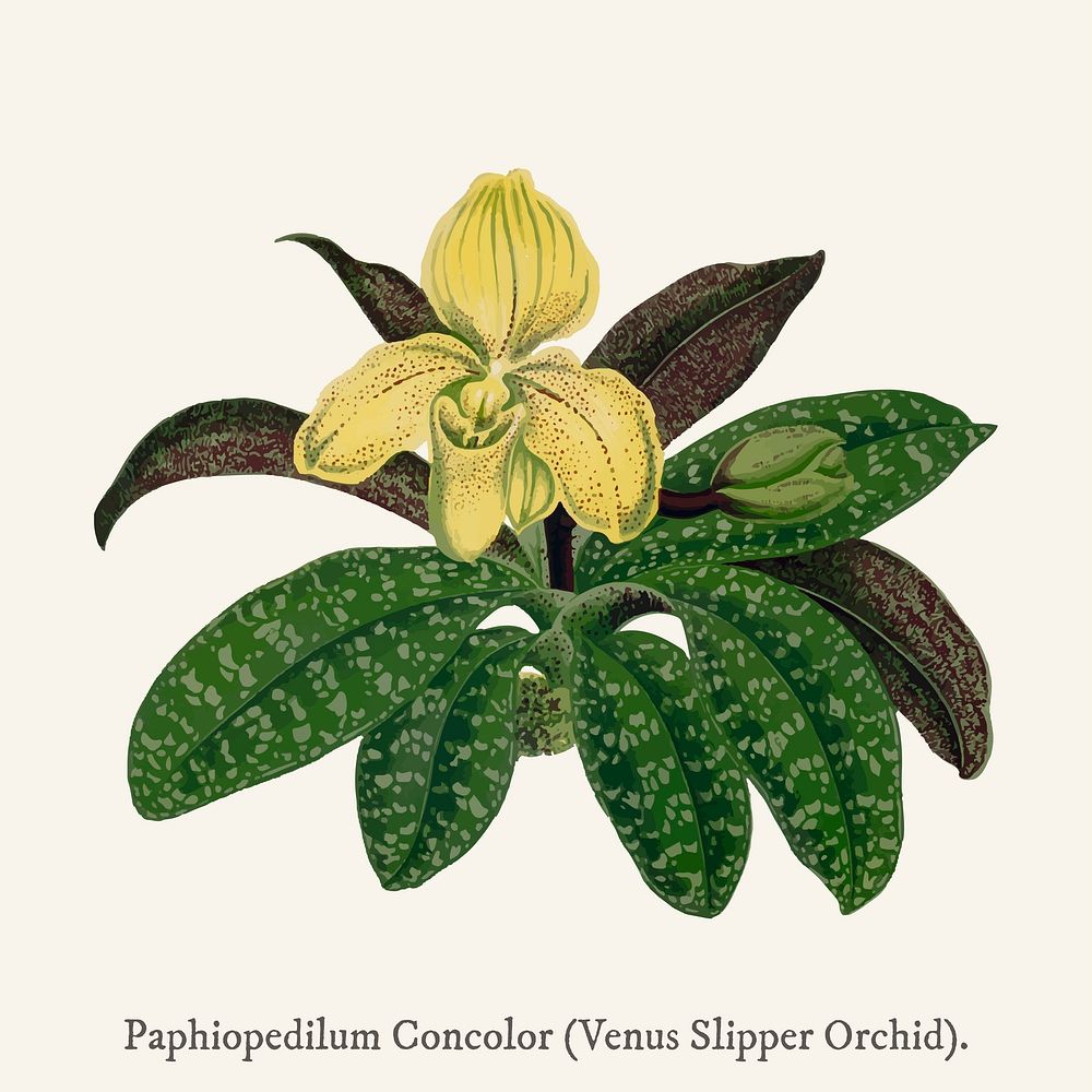 Venus Slipper Orchid(Paphiopedilum Concolor) found in Shirley Hibberd&rsquo;s (1825-1890) New and Rare Beautiful-Leaved…