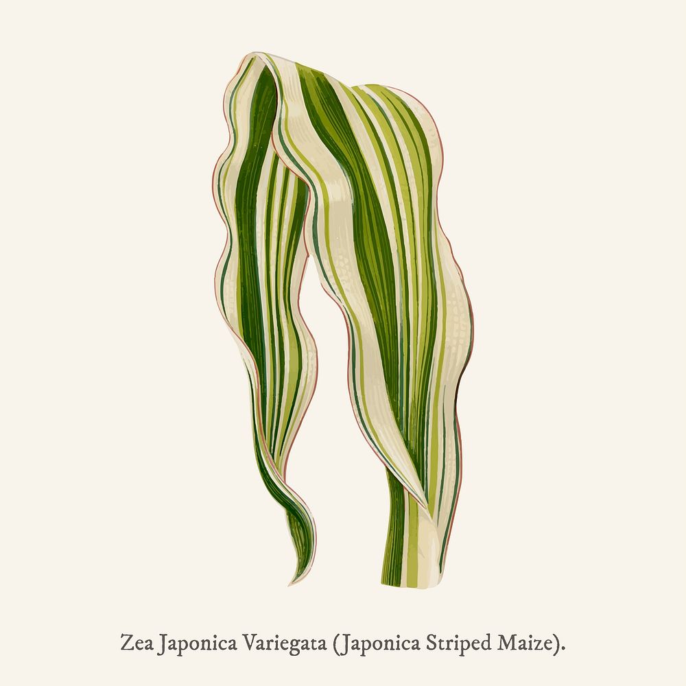 Japonica Striped Maize (Zea Japonica Variegata ) found in Shirley Hibberd&rsquo;s (1825-1890) New and Rare Beautiful-Leaved…