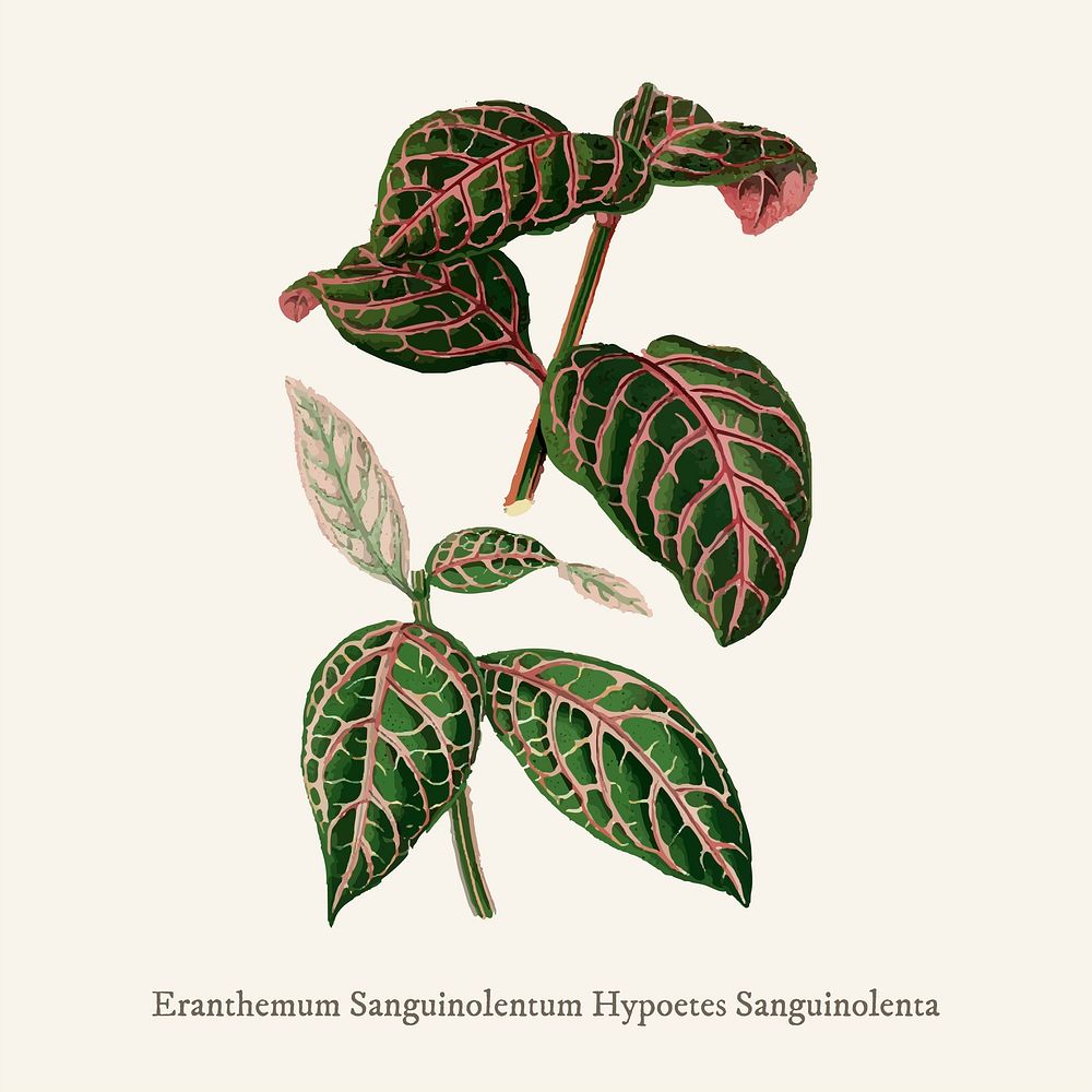 Eranthemum Sanguinolentum found in Shirley Hibberd&rsquo;s (1825-1890) New and Rare Beautiful-Leaved Plant.