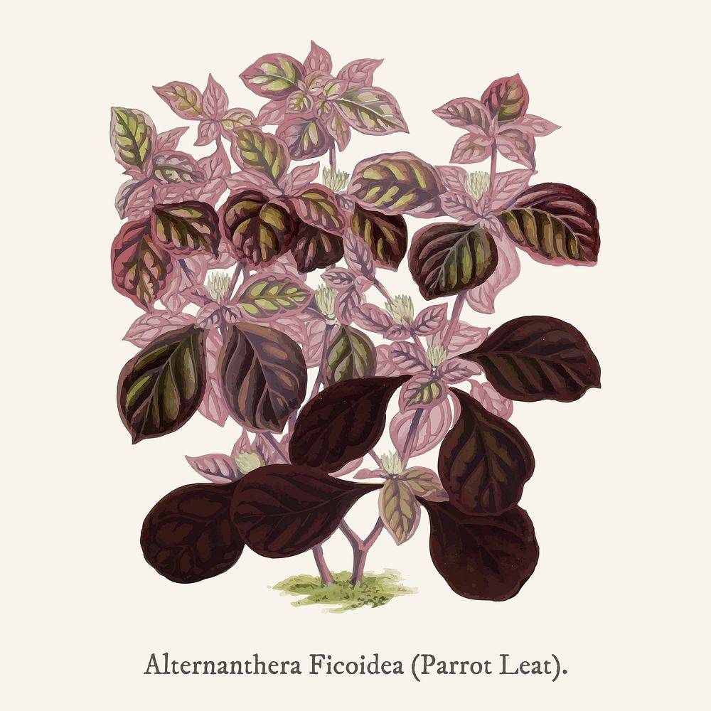 Alternanthera Ficoidea found in Shirley Hibberd&rsquo;s (1825-1890) New and Rare Beautiful-Leaved Plant.