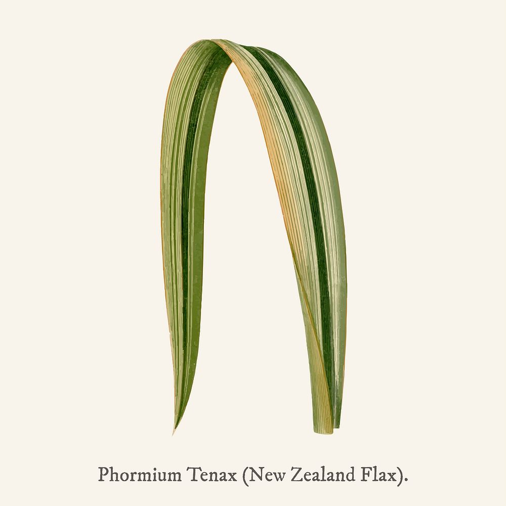 Variegated New Zealand Flax (Phormium Tenax Variegatum) found in Shirley Hibberd&rsquo;s (1825-1890) New and Rare Beautiful…