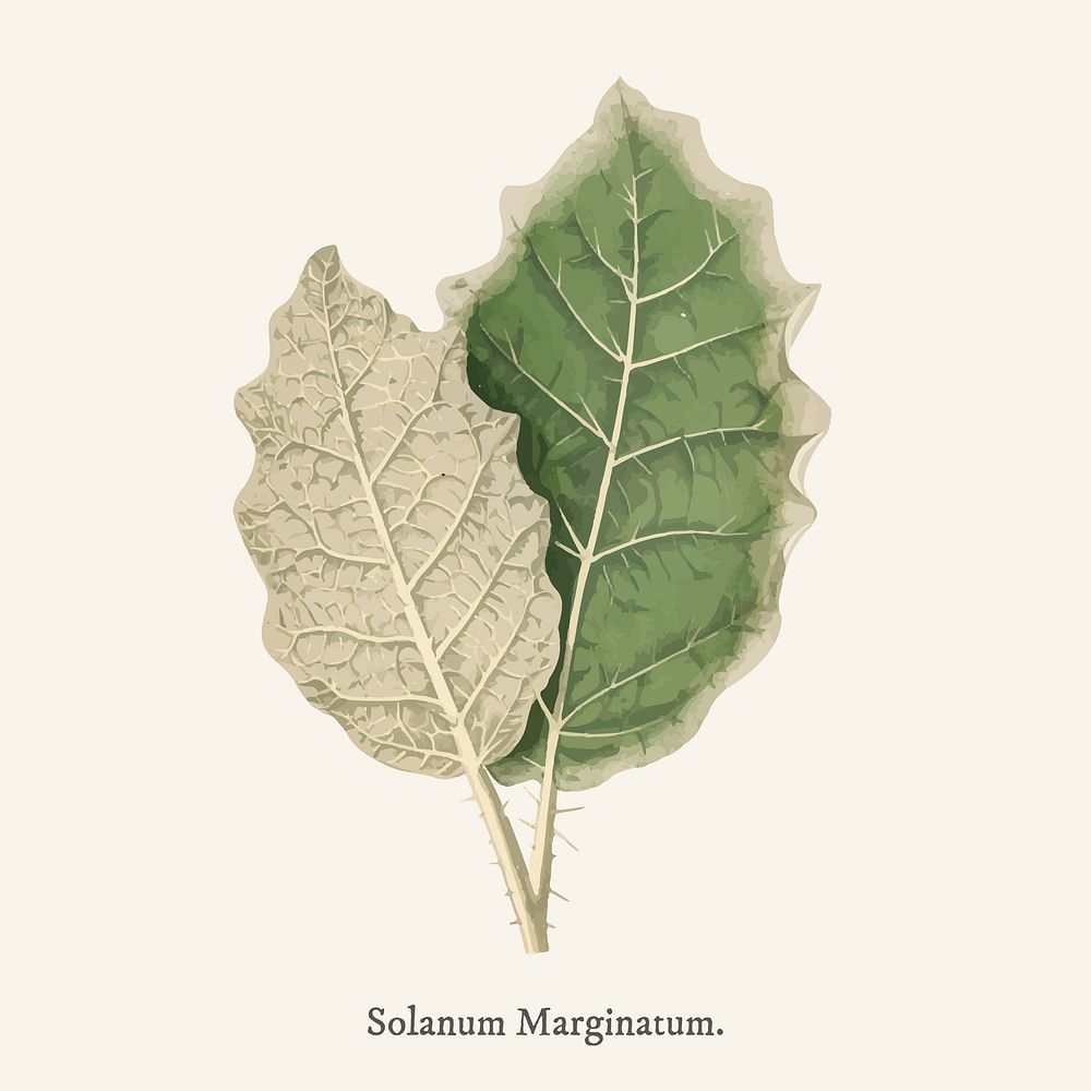 White-margined Nightshade (Solanum Marginatum) found in Shirley Hibberd&rsquo;s (1825-1890) New and Rare Beautiful-Leaved…