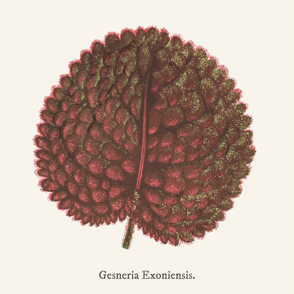 Genera exoniensis found in Shirley Hibberd&rsquo;s (1825-1890) New and Rare Beautiful-Leaved Plant.