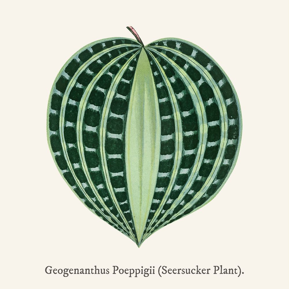 Seersucker Plant (Dichorisandra Undata) found in Shirley Hibberd&rsquo;s (1825-1890) New and Rare Beautiful-Leaved Plant.
