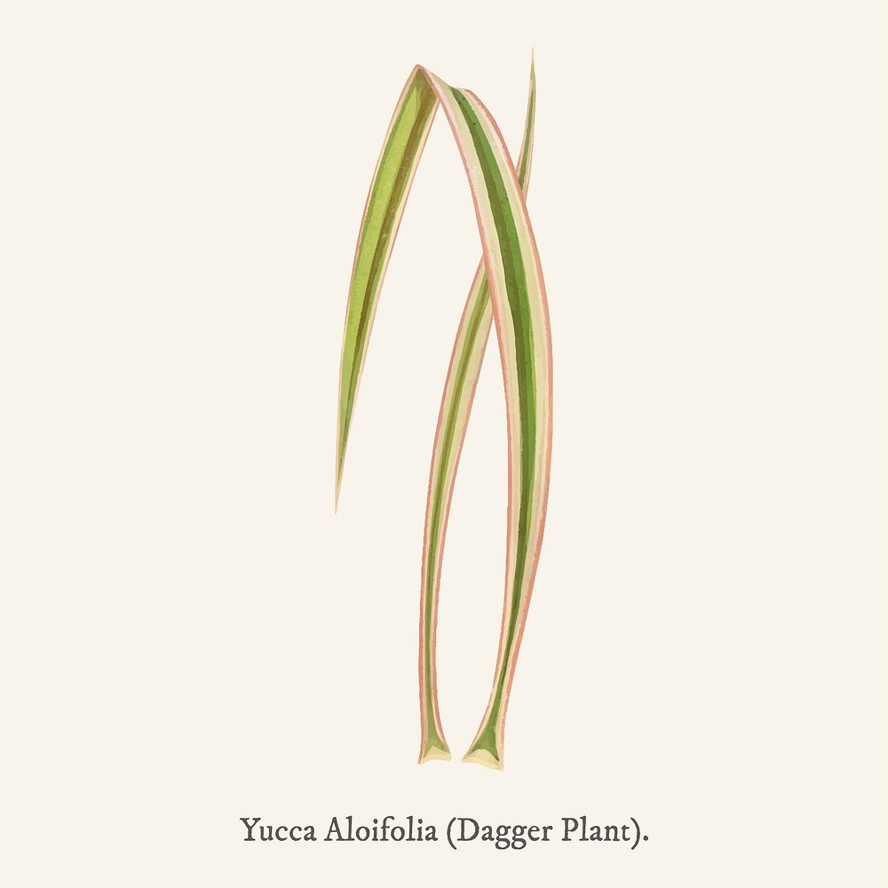 Dagger Plant (Yucca Aloifolia Variecata) found in Shirley Hibberd&rsquo;s (1825-1890) New and Rare Beautiful-Leaved Plant.