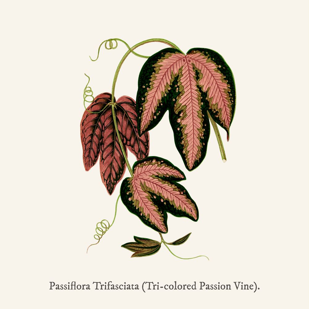 Tri-colored Passion Vine (Passiflora Trifasciata) found in Shirley Hibberd&rsquo;s (1825-1890) New and Rare Beautiful-Leaved…