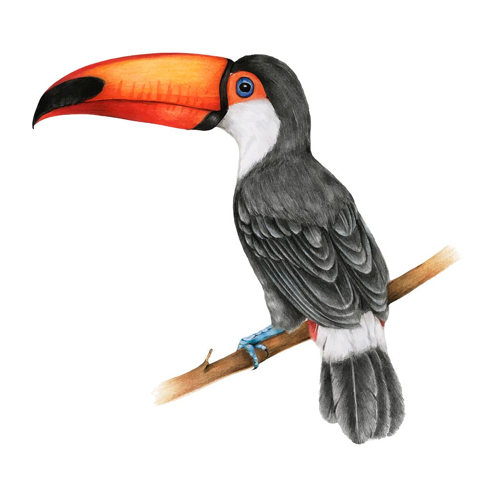 Illustration of hornbills bird watercolor style