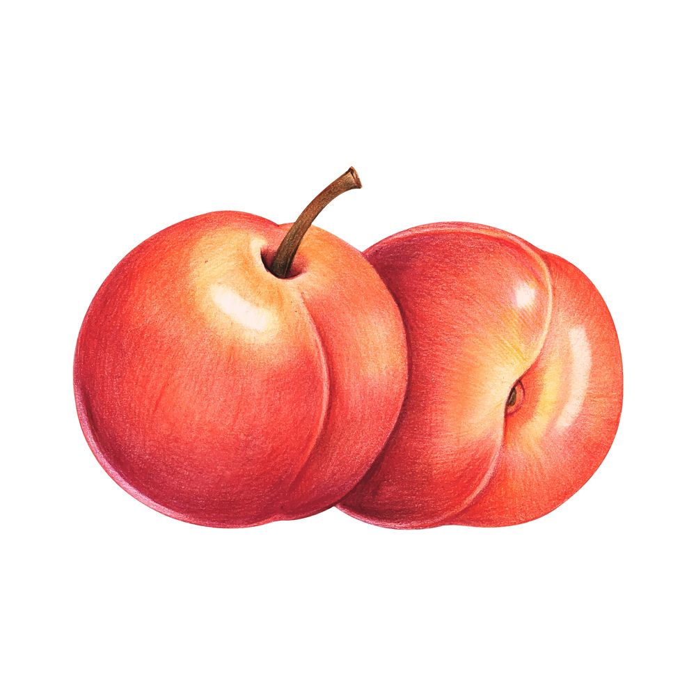 Illustration of fruit watercolor style
