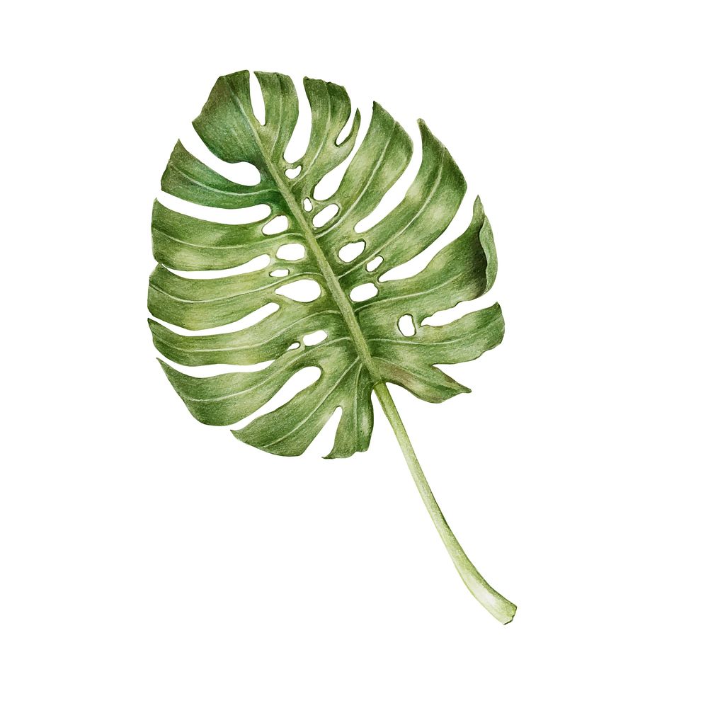 Illustration of green leaf watercolor style