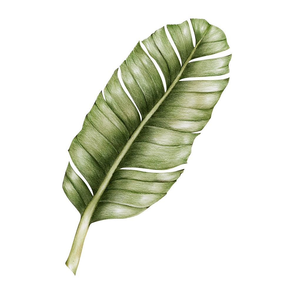 Illustration of green leaf watercolor style