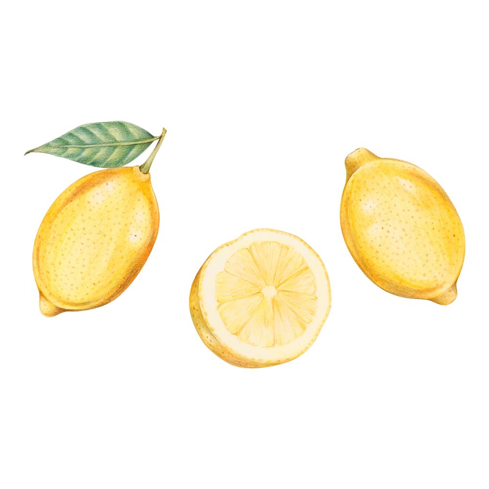 Illustration of lemon watercolor style