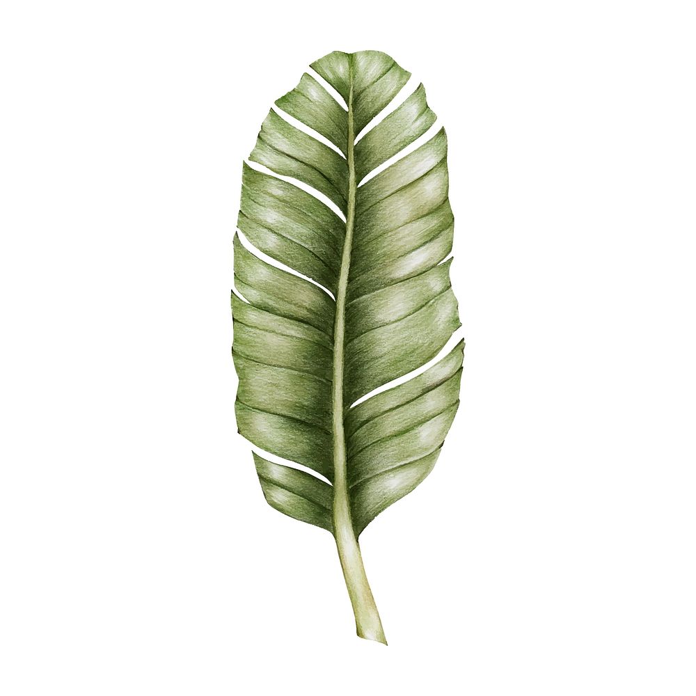 Illustration of green leaf watercolor | Premium Vector Illustration ...