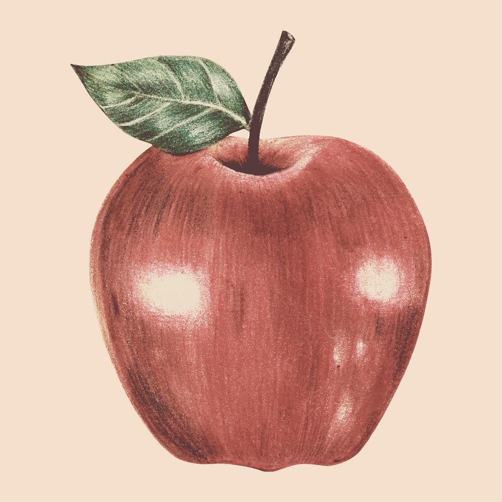 Illustration of fruit watercolor style